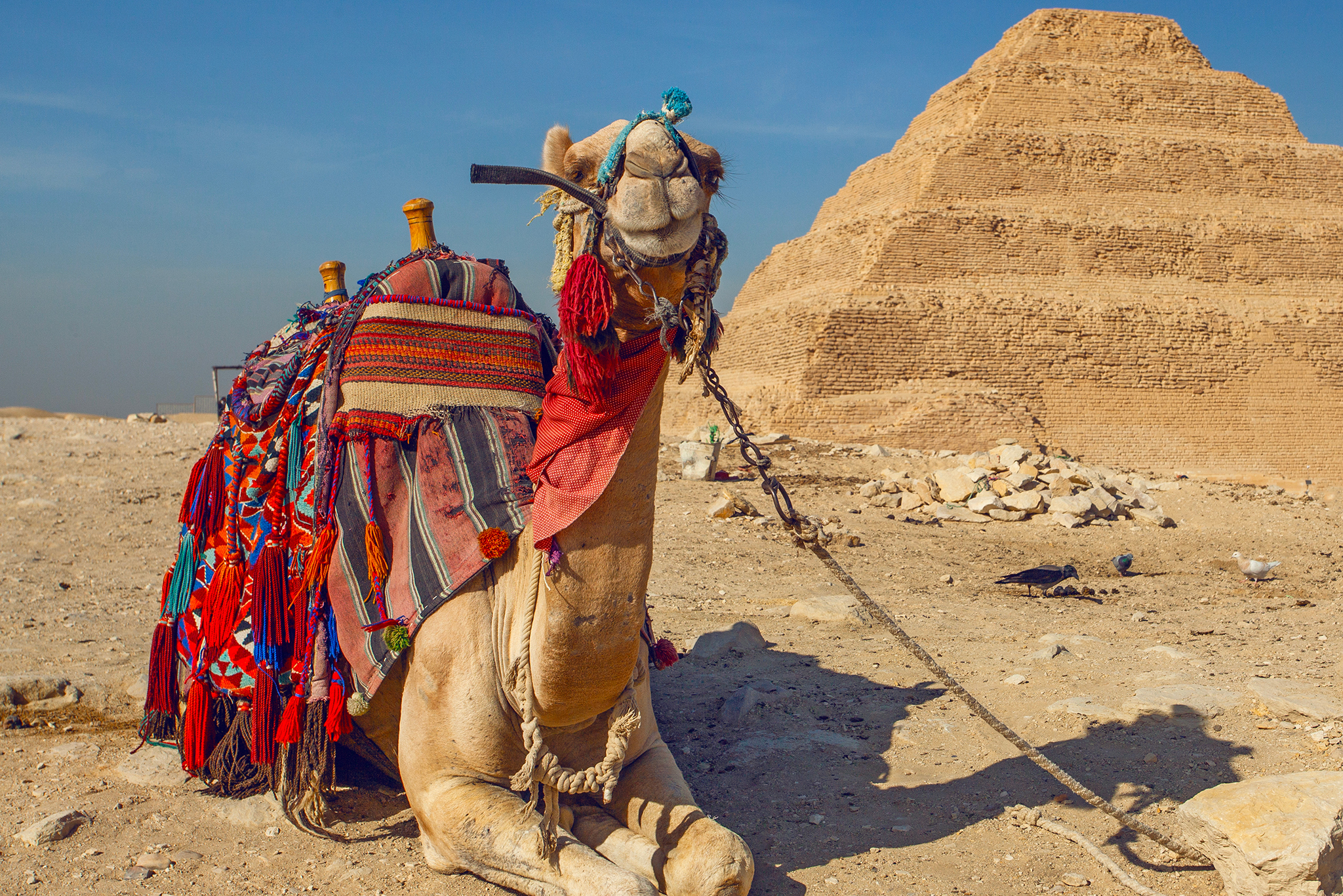 Cairo, Egypt - March 3, 2025: Camel having rest near the Great Step pyramid of Djoser,  the oldest Egyprian pyramid, Saqqara  Necropolis