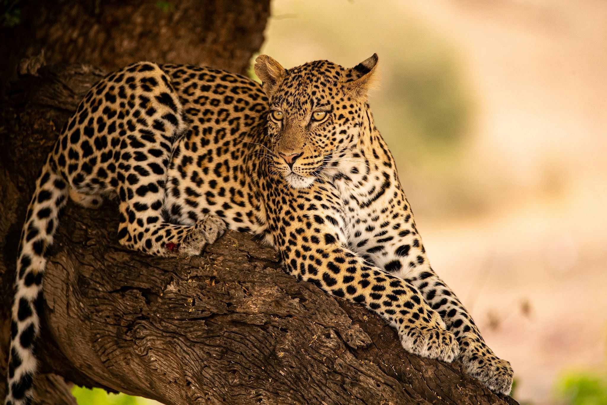 Leopard I